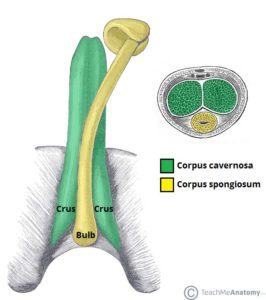 A pénisz anatómiája (forrás: Teach Me Anatomy)