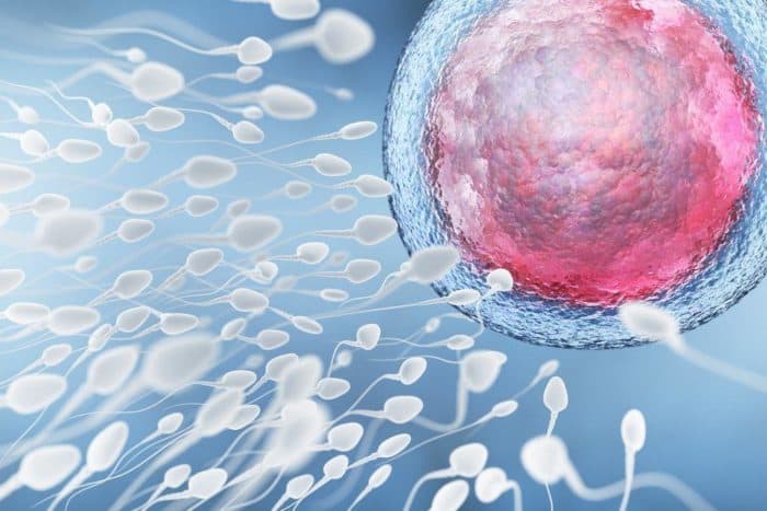 A spermiumok vizsgálata egy férfi termékenységi teszt