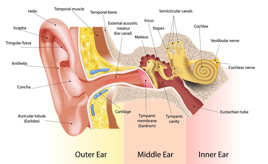 a fül része