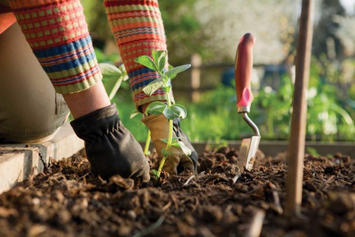 kertészeti előnyök az egészségre