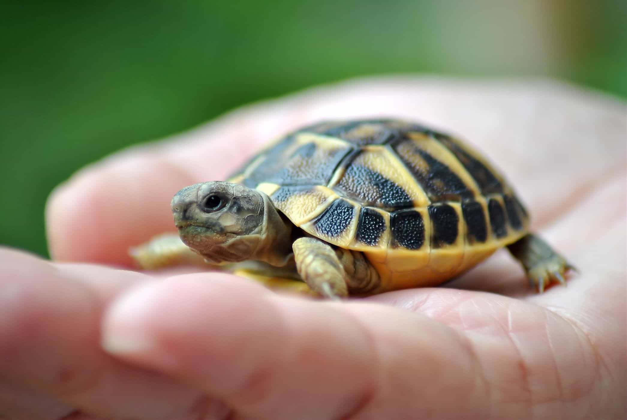 a teknősök fenntartása növeli a szalmonella fertőzés kockázatát