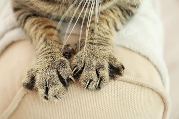 bartonellosis macska karcolásos betegsége