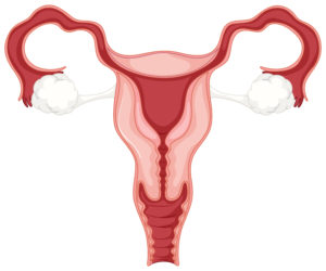 női reproduktív rendszer