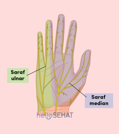 kép a kéz - medián ulnar idegről