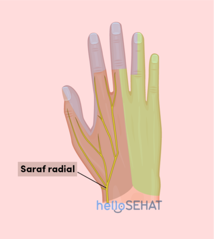 a kéz képe - radiális ideg